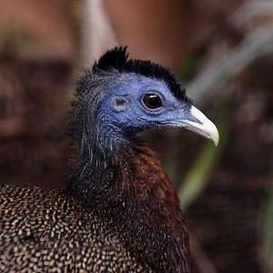 Great Argus Pheasant