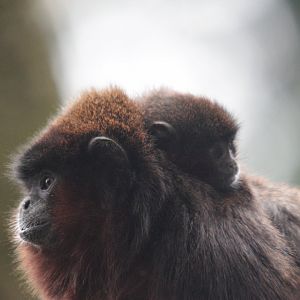 Coppery titi with young
