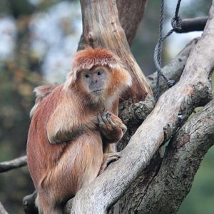 East Javan langur 1