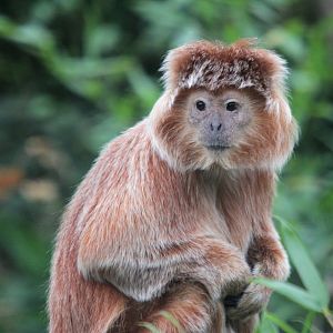East Javan langur 2