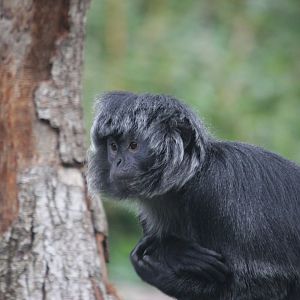 East Javan langur 3