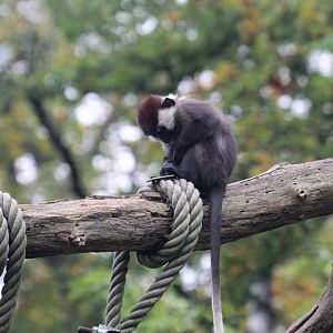 Red-capped mangabey 1