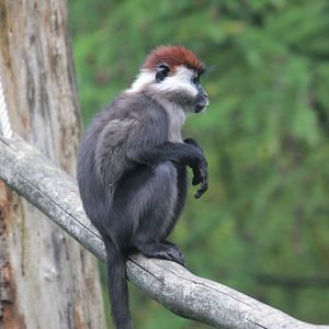 Red-capped mangabey 2