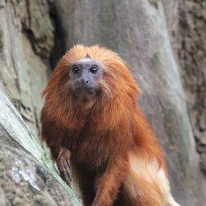 Golden lion tamarin