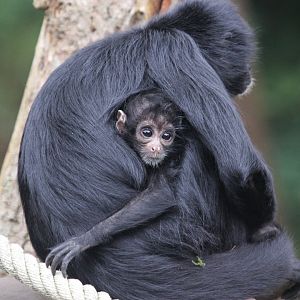 Colombian spider monkey with young