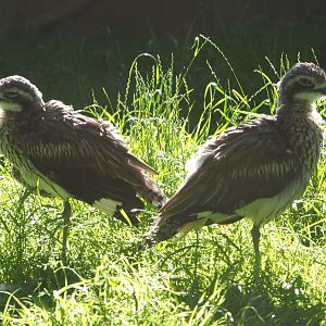 Bush thick-knee (Burhinus grallarius), 2020-07-21