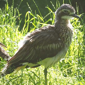 Bush thick-knee (Burhinus grallarius), 2020-07-21
