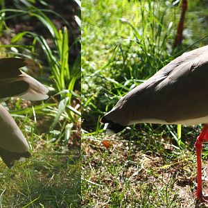 Masked lapwing (Vanellus miles miles), 2020-07-21