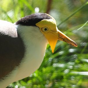 Masked lapwing (Vanellus miles miles), 2020-07-21
