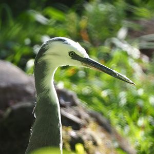 White-faced heron (Egretta novaehollandiae), 2020-07-21