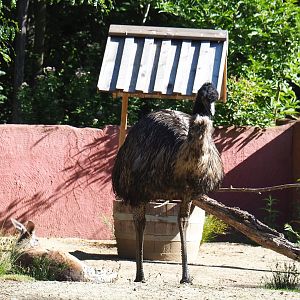 Emu (Dromaius novaehollandiae), 2020-07-21