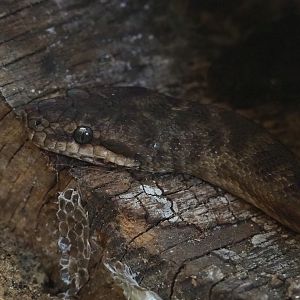 Children’s python (Antaresia childreni), 2020-07-21