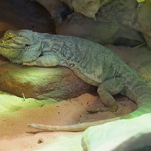 Central bearded dragon (Pogona vitticeps), 2020-07-21