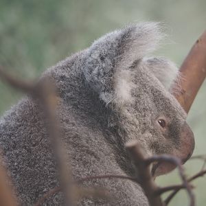 Queensland koala (Phascolarctos cinereus adustus), 2020-07-21