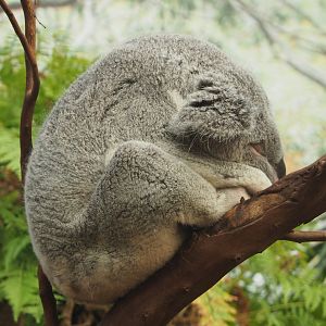 Queensland koala (Phascolarctos cinereus adustus), 2020-07-21