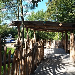 Bonobo viewing area, 2020-07-21