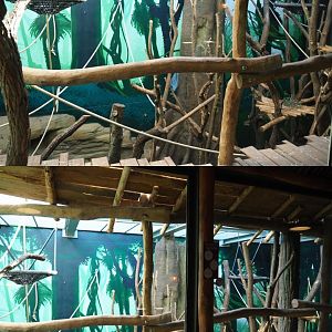 First bonobo indoor room, 2020-07-21