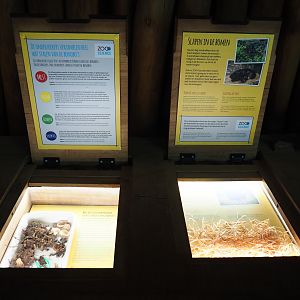 Educational displays on bonobo biology and bonobo research, 2020-07-21