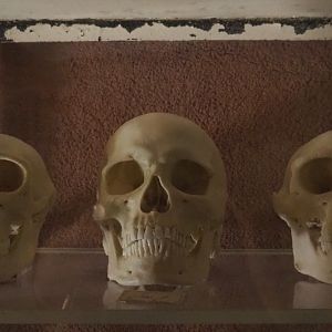 Bonobo, human and chimpanzee skulls, 2020-07-21
