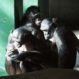 Bonobos (Pan paniscus), 2020-07-21