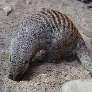 Banded mongoose (Mungos mungo), 2020-07-21