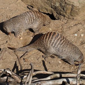 Banded mongooses (Mungos mungo), 2020-07-21