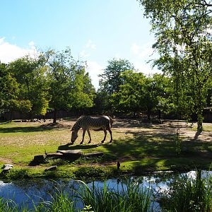 Grévy's zebra paddock, 2020-07-21