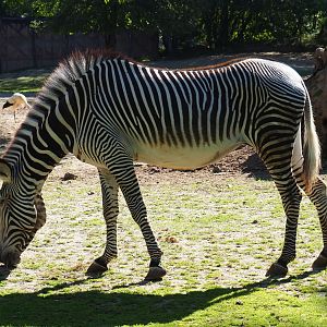 Grévy's zebra (Equus grevyi), 2020-07-21
