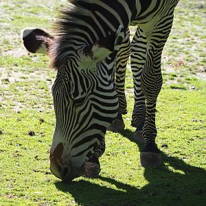 Grévy's zebra (Equus grevyi), 2020-07-21