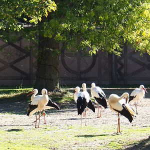 Phalanx of European white storks (Ciconia ciconia) in Grévy's zebra paddock, 2020-07-21