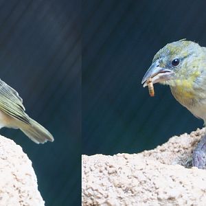 Early weaver bird gets the mealworm, 2020-07-21
