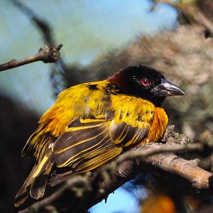 Male Village weaver (Ploceus cucullatus), 2020-07-21