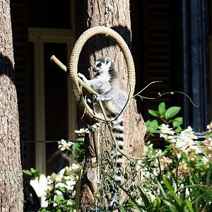 Ring-tailed lemur (Lemur catta), 2020-07-21
