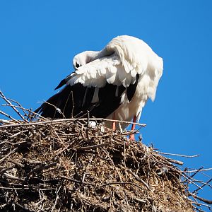 European white stork (Ciconia ciconia) preening on nest, 2020-07-21
