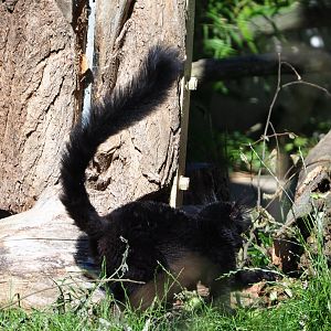 Black lemur (Eulemur macaco), 2020-07-21
