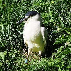 Black-crowned night heron (Nycticorax nycticorax nycticorax), 2020-07-21