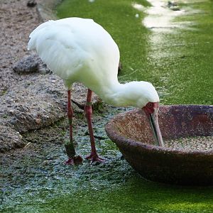 Feeding African spoonbill (Platalea alba), 2020-07-21