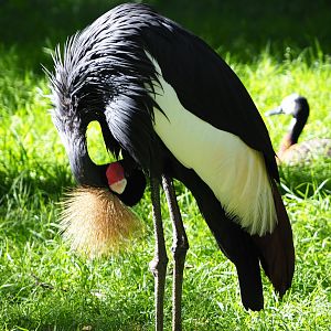 Preening Western black-crowned crane (Balearica pavonina pavonina), 2020-07-21