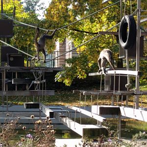 Spider monkey Island