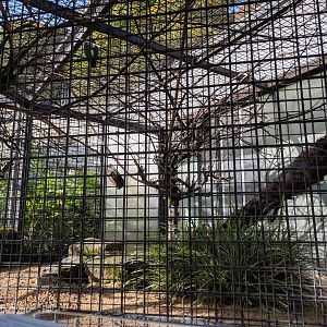 Vinaceous Amazon aviary