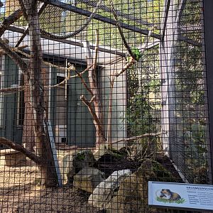 Red shouldred macaw and Domestic guinea Pig aviary