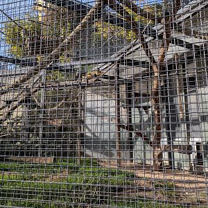 Bolivian squirel Monkey Enclosure