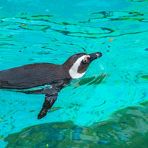African Penguin