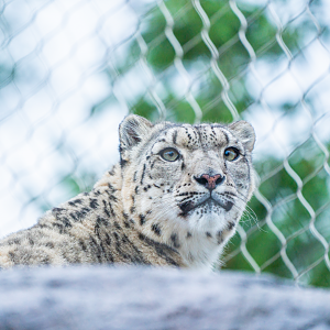 Snow Leopard