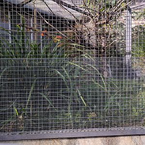 Senegal Parrot Aviary