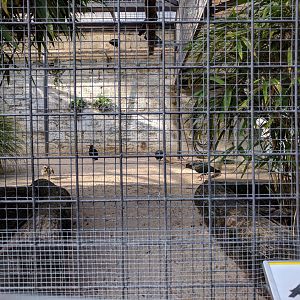 Northern bald ibis and marbled teal aviary