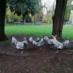 Tiergarten Wels: Appenzeller Spitzhauben