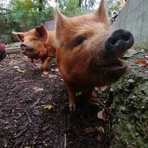 Tiergarten Wels: Kune Kune pigs