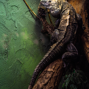 Spinytail Iguana