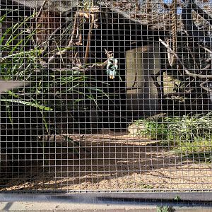 Red cheeked macaw Aviary